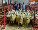First prize pen of Cheviot Mule Gimmers at Longtown sold for £220 per head from Robert and Hazel McNee Over Finlarg